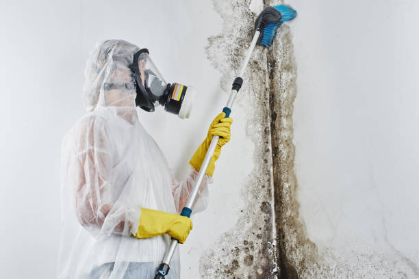 Best Commercial Mold Removal  in Ballwin, MO
