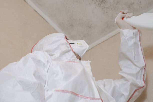 Best Mold Removal Company Near Me  in Ballwin, MO